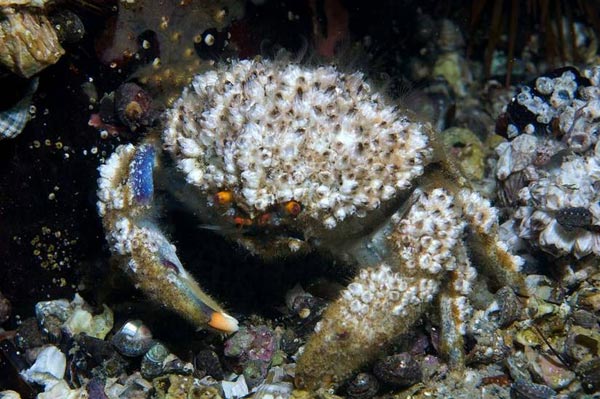 海绵蟹(dromidiopsis australiensis)