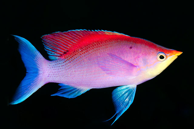 pseudanthias_tuka_(purple_anthias)_dumaguette,_philippines.jpg