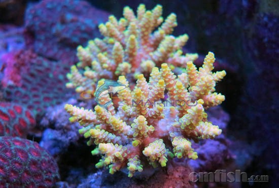 Acropora_tenuis_309611_0407.jpg