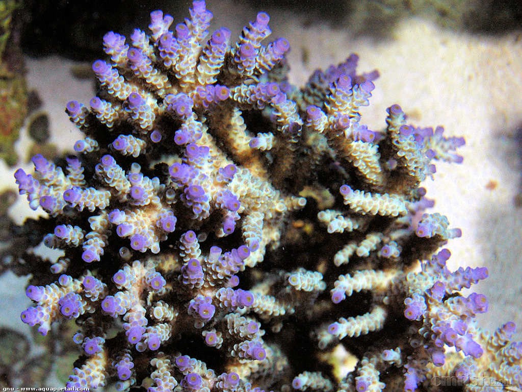 acropora-tenuis.jpg