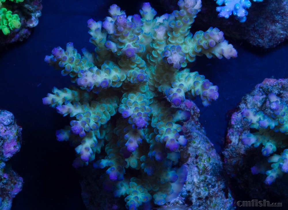 I_ultra_tenuis_acropora_cor.jpg