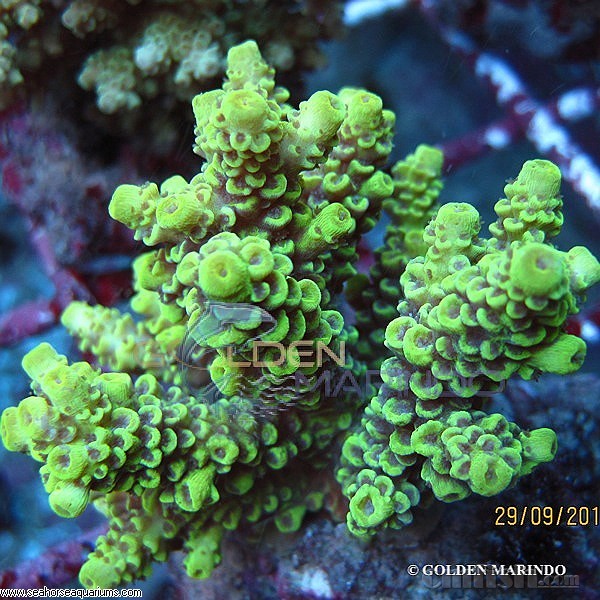 large-Acropora tenuis_0388.jpg