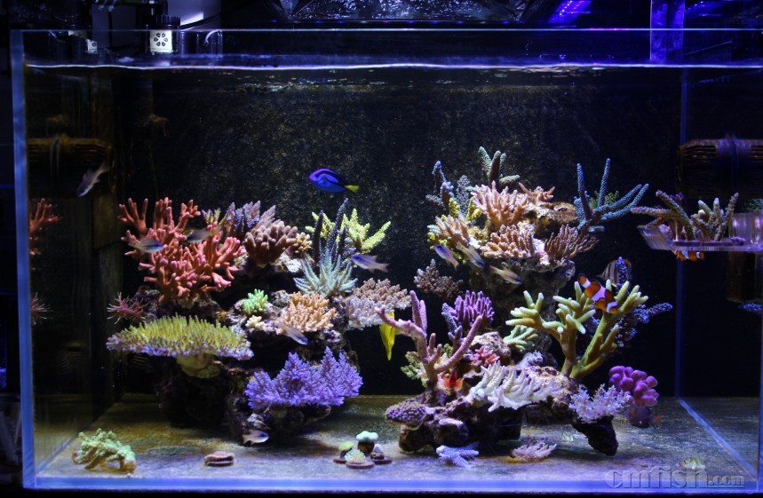 自然屎的颜色~~ - 硬珊瑚缸展示区(sps reef tank) - cmf海友论坛