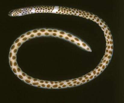 【图鉴】花园鳗类(garden eel:gorgasia&heteroconger 海水观赏鱼