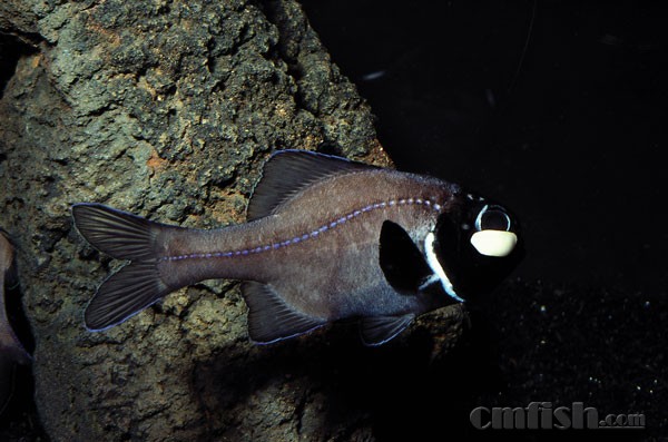 【图鉴】灯眼鱼类(flashlightfish:anomalopidae)