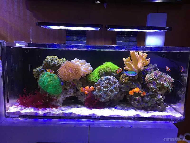 30米lps-矮缸 回归原始 - 第2页 - 软珊瑚缸展示区(lps reef tank)