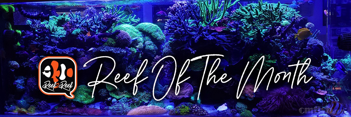 Reef of the month header.jpeg