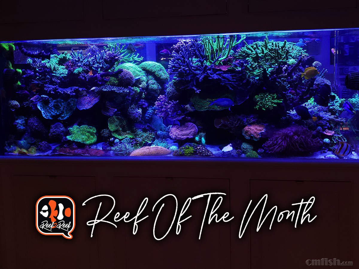 Reef of the month  title.jpeg