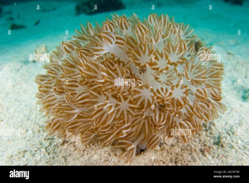 soft-coral-xenia-cf-actuosa-an-isolated-colony-using-its-arms-to-catch-particles.jpg