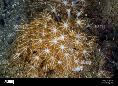 flower-soft-coral-xenia-sp-xeniidae-anilao-batangas-philippines-indo-pacific-oce.jpg