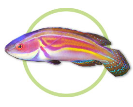 英文:laboute"s fairy wrasse 学名:cirrhilabrus laboutei 饲养难度