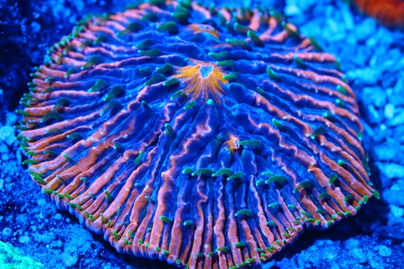 Fungia Cycloseris Rainbow Plate Corals | Reef2Reef