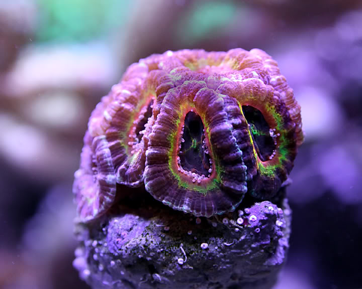 acan-0710.jpg