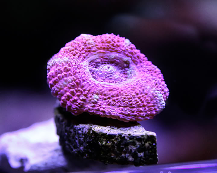 baby-pink-acan-0710.jpg