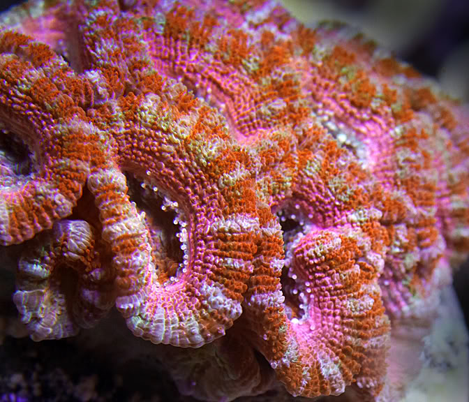 pink-acan-copy0110.jpg