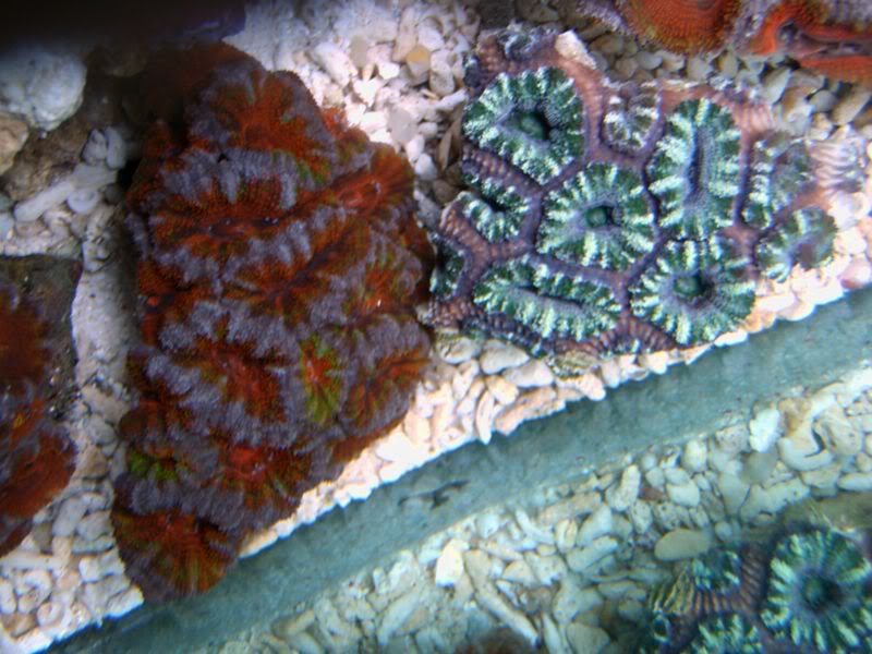 A-acan22.jpg