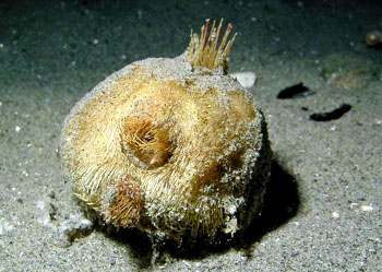 Echinocardium cordatum.jpg