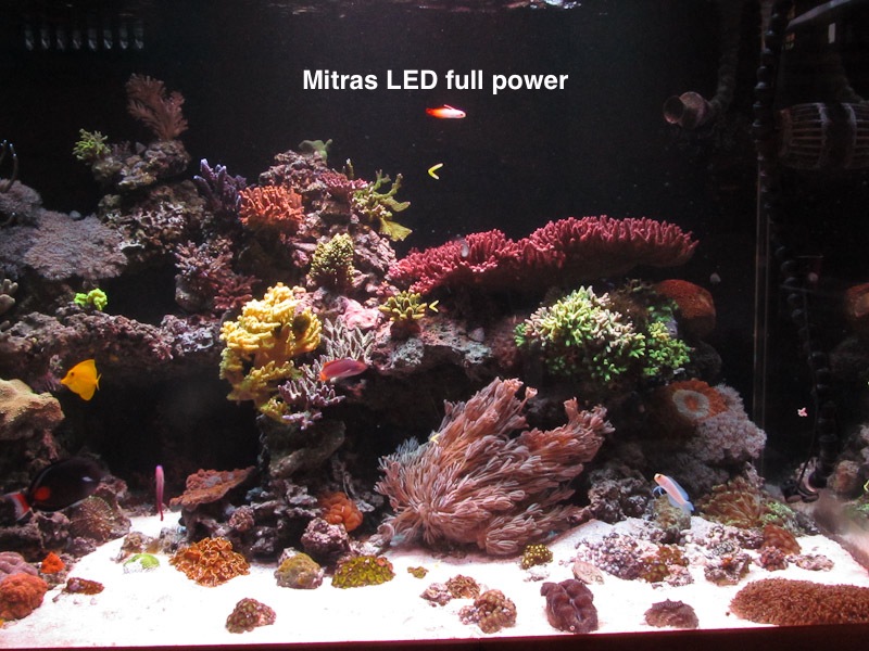 mitras-radion-led-comparison-3.jpg