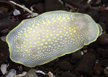 ʺţƣCadlina luteomarginata 