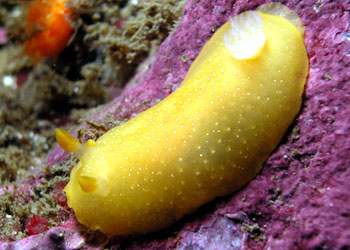 ֦ţƣDendrodoris fulva 