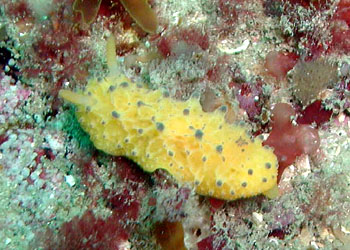 ţƣƣ Doris sticta 