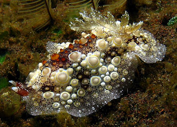 ţƣƣHoplodoris estrelyado 