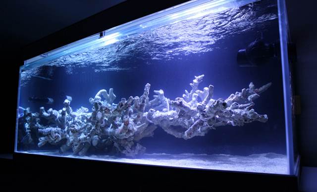 kang-reef-aquascape_zpsa299cb3f.jpg