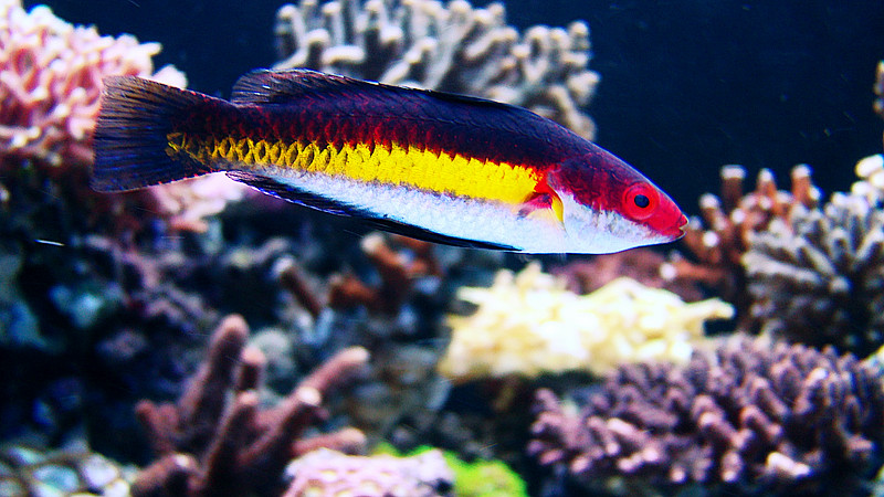 s fairy wrasse.jpg