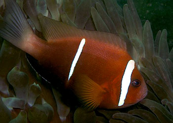 ˫ Amphiprion omanensis.jpg