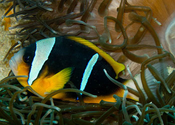 ˫ Amphiprion allardi.jpg