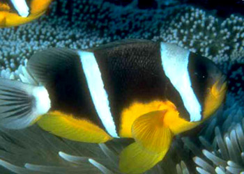 β˫ Amphiprion fuscocaudatus.jpg