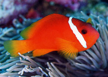 ͱ˫ Amphiprion barberi.jpg