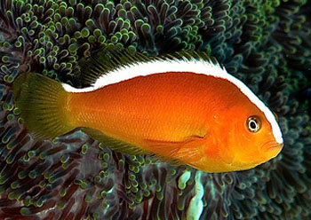 ױ˫ Amphiprion sandaracinos.jpg