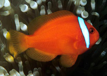 ˫ Amphiprion frenatus1.jpg