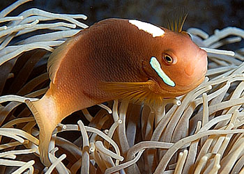 ˫ Amphiprion leucokranos.jpg