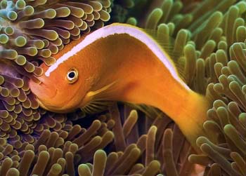 ˫ Amphiprion akallopisos.jpg