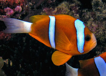 󱤽˫ Amphiprion akindynos.jpg