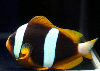 ˫ Amphiprion latifasciatus.jpg