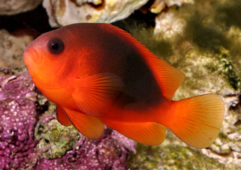 ˫ Amphiprion ephippium1.jpg