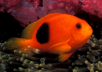 ˫ Amphiprion ephippium.jpg