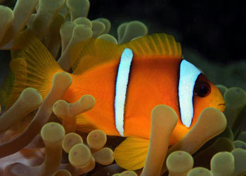 ˫ Amphiprion bicinctus.jpg