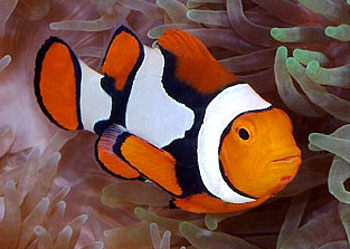 ˫ Amphiprion percula 1.jpg