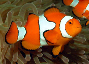 ˫ Amphiprion percula.jpg