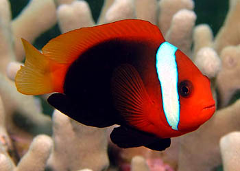 ˫ Amphiprion melanopus.jpg