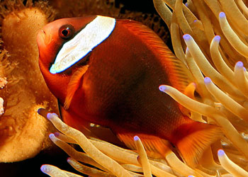 ˫ Amphiprion rubrocinctus.jpg