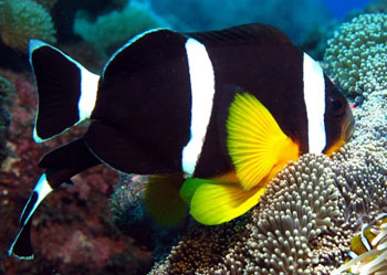 ˫ Amphiprion chrysogaster.jpg