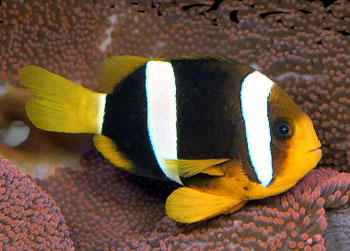 ˫ Amphiprion clarkii.jpg