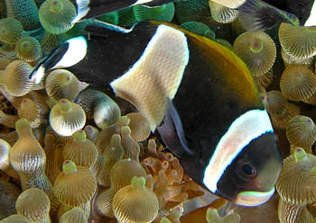 ˫ Amphiprion latezonatus.jpg