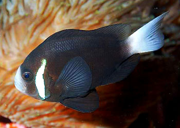 ˫ Amphiprion mccullochi.jpg