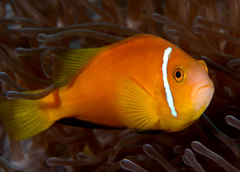 ǳɫ˫ Amphiprion nigripes.jpg